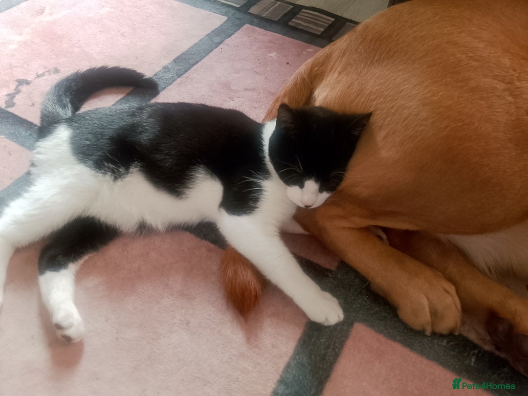 Labrador Retriever dogs for stud: Sir Bonzo - Image 4