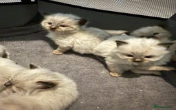 Ragdoll cats for sale: Ragdoll - Image 4