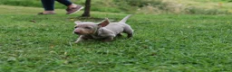 Miniature Dachshund dogs for sale: KC Registered Miniature Dachshund Puppies in Dungannon - Advert 11