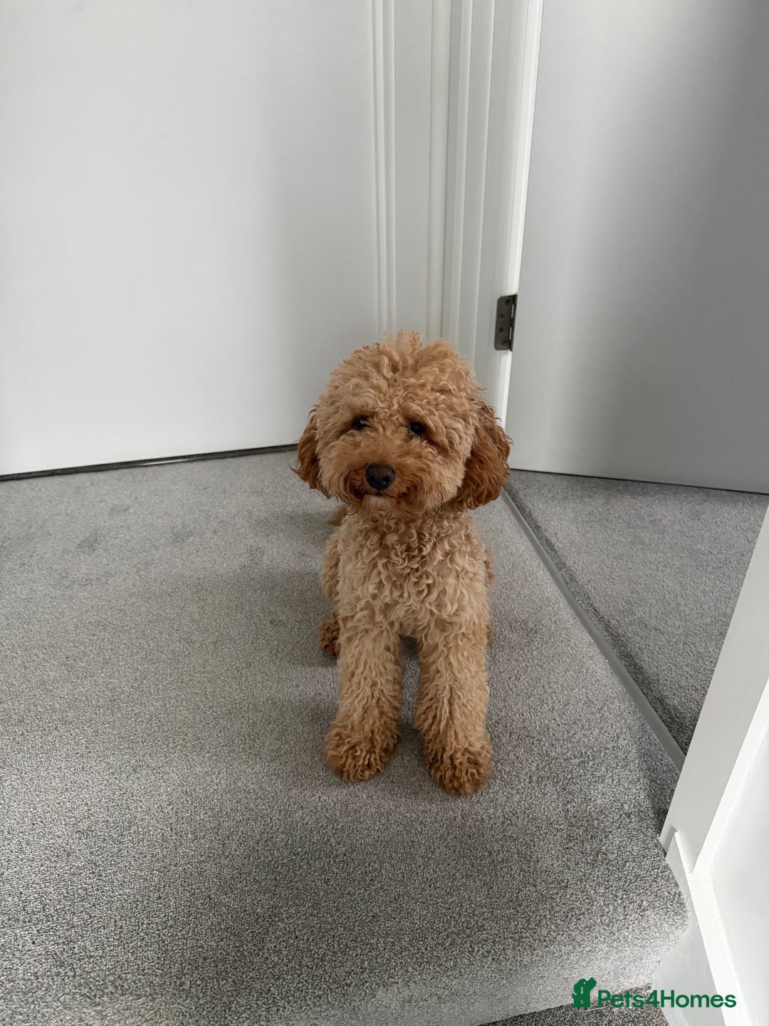 Cavapoo dogs for sale: Cavapoo  - Advert 5