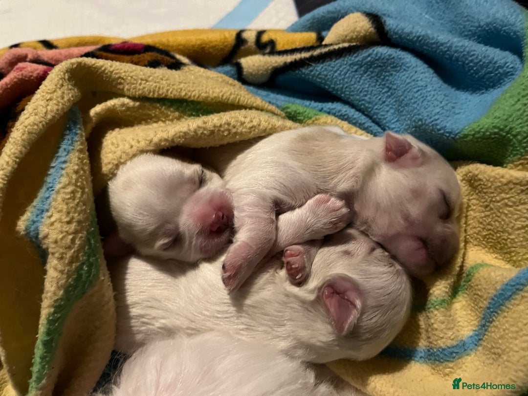 Maltese dogs for sale: Miniature Maltese - Advert 7