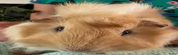 Guinea Pig rodents for sale: Beautiful, healthy, friendly brother guinea pigs - Advert 13