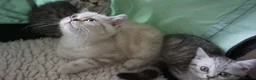 British Shorthair cats for sale: British Shorthair Kittens - Advert 14