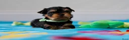 Yorkshire Terrier dogs for sale: Top Quality KC Reg Yorkshire Terrier Puppies - Advert 3
