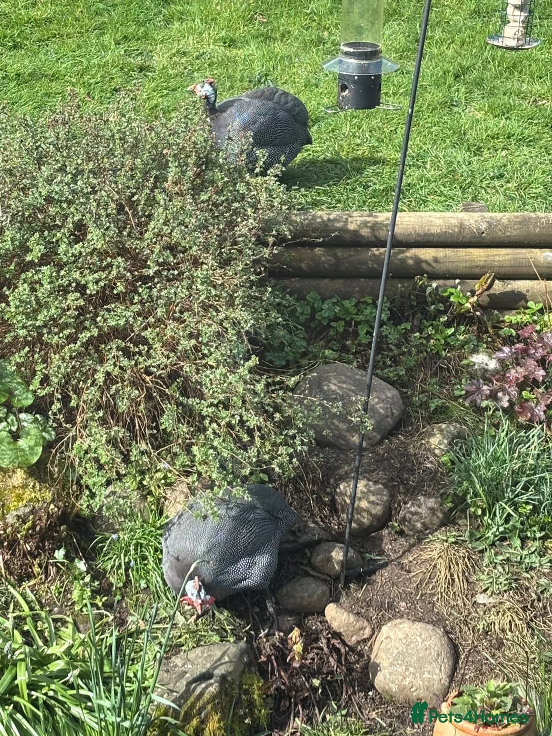 Guinea Fowl poultry for sale: Guinea Foul pair in South Brent - Advert 1