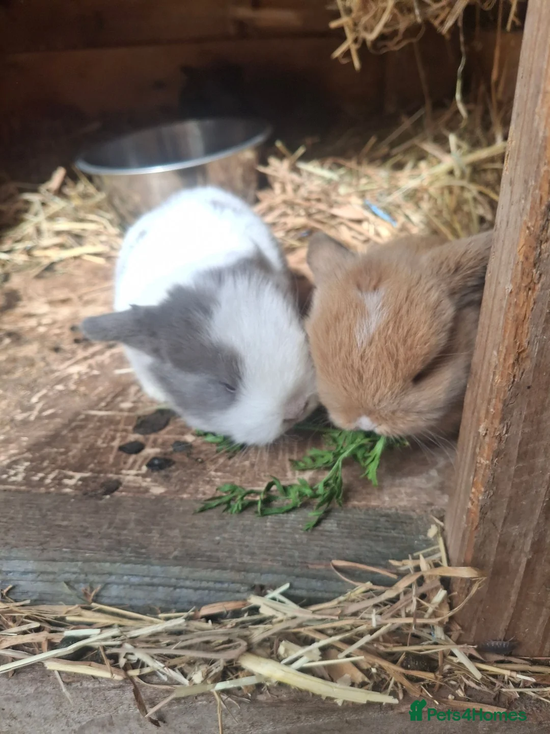 Mini Lop rabbits for sale: Mini loppy babies  - Advert 2