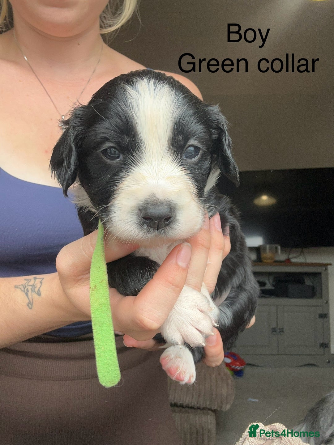 Mixed Breed dogs for sale: Borderlier - Image 6