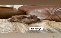 Guinea Pig rodents for sale: Baby guinea pigs girls and boys available - Image 9