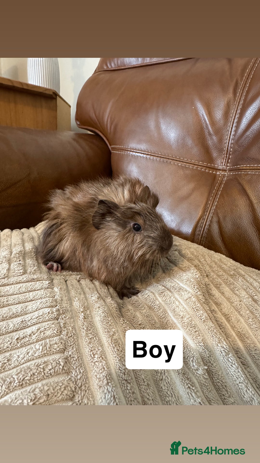 Guinea Pig rodents for sale: Baby guinea pigs girls and boys available - Image 9