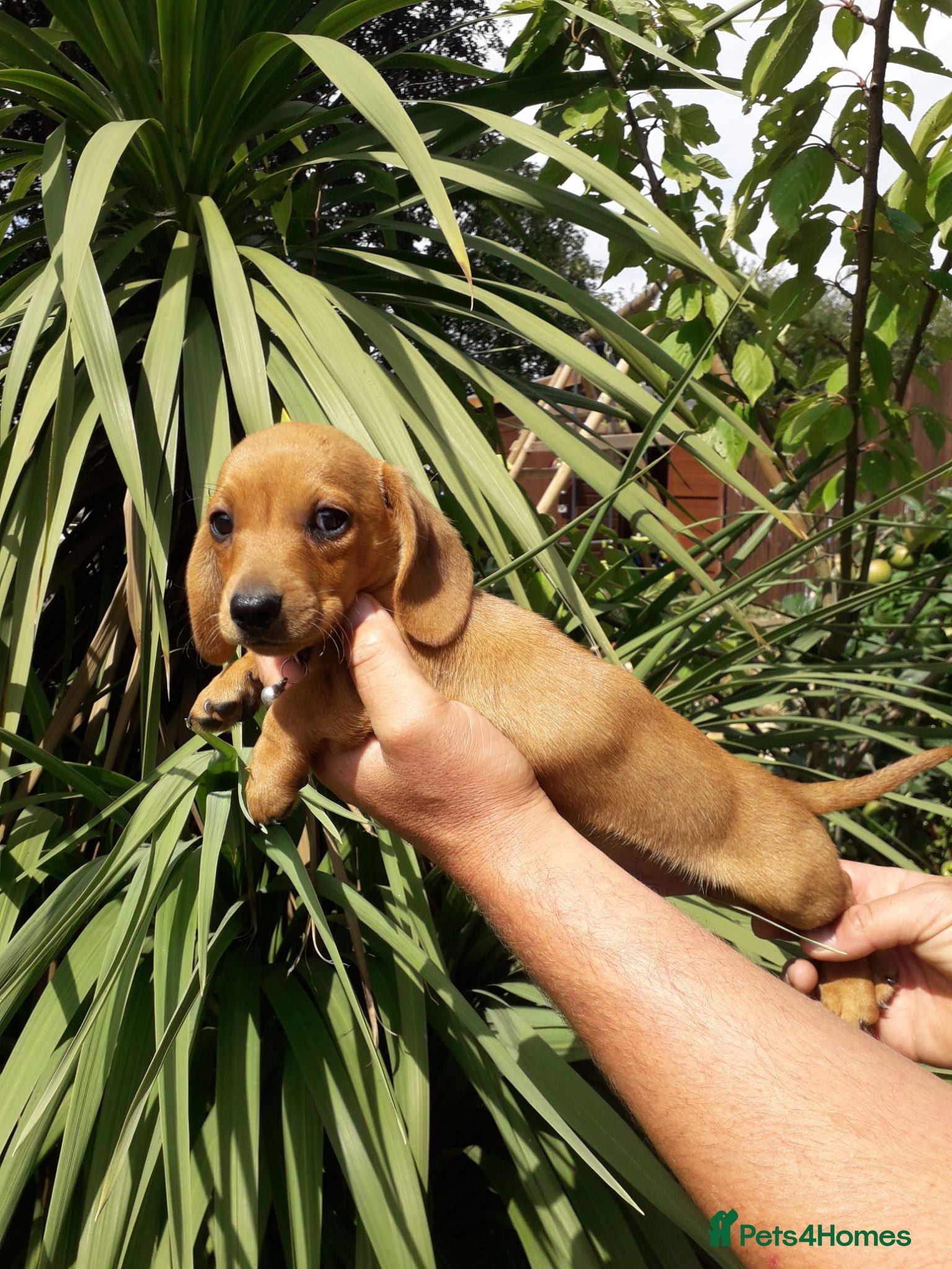 Miniature Dachshund dogs *TRUE MINIATURE OUTSTANDING DACHSHUNDS* - Advert 10