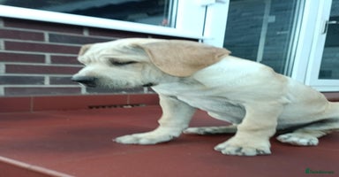 Mixed Breed dogs - Advert 11