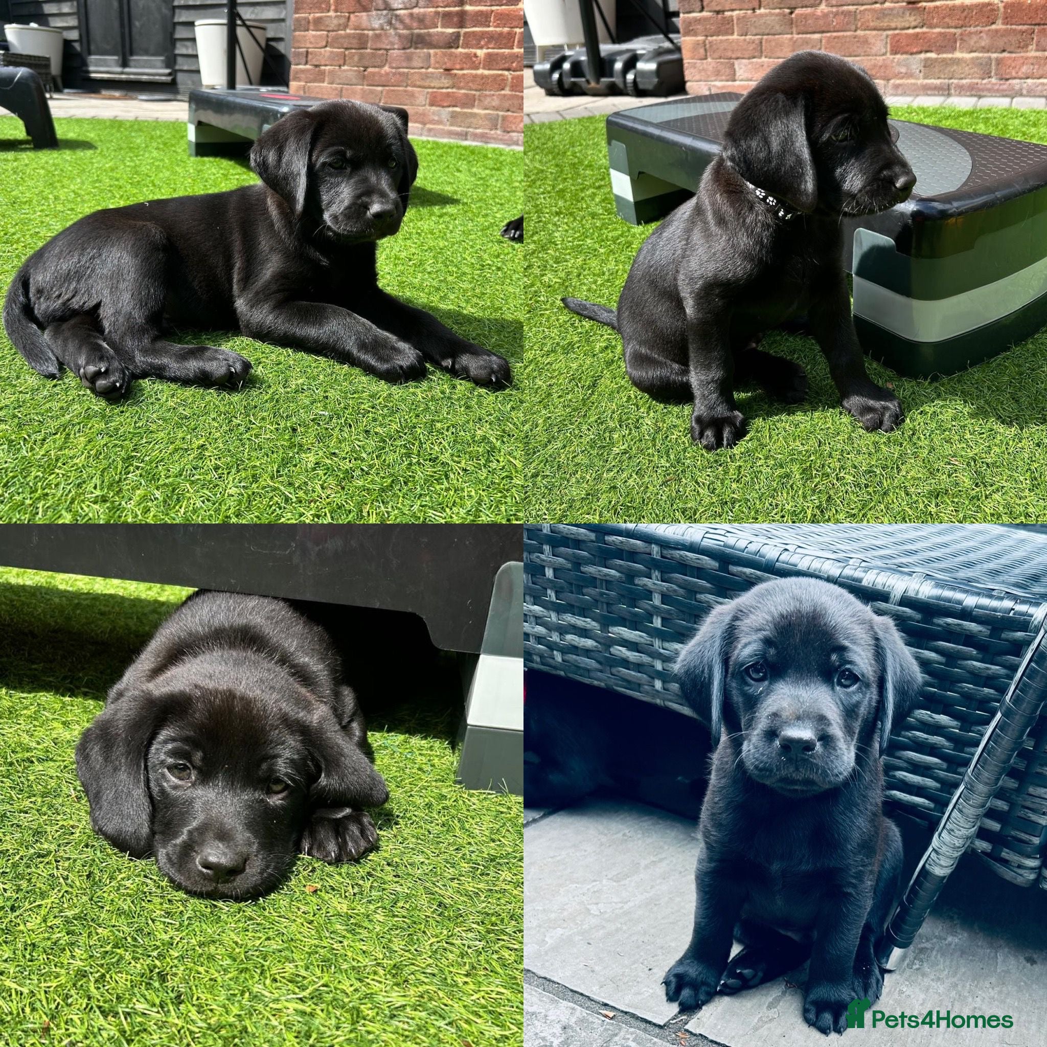 Labrador Retriever dogs X2 beautiful black male Labrador retrievers - Advert 2