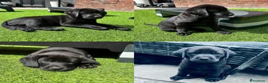 Labrador Retriever Puppy 2