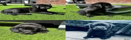 Labrador Retriever dogs for sale: X2 beautiful black male Labrador retrievers - Advert 1