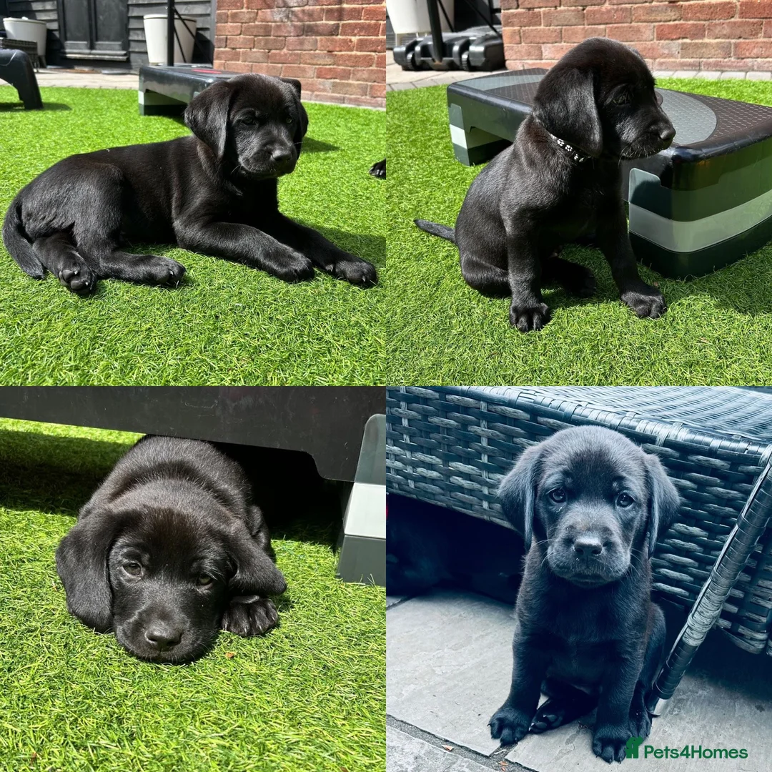 Labrador Retriever dogs for sale: X2 beautiful black male Labrador retrievers - Advert 1