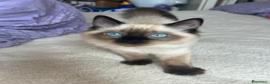 Ragdoll Kitten 4 chocolate point 