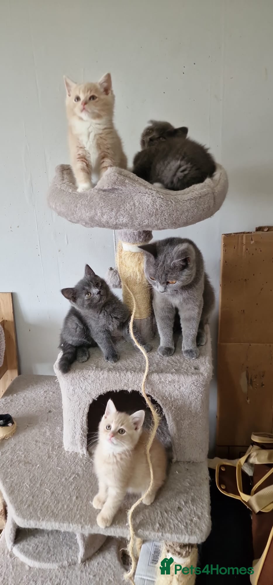 British Shorthair cats Lovely pure British shorthair ready  - Advert 1
