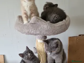 British Shorthair cats Lovely pure British shorthair ready - Advert 1