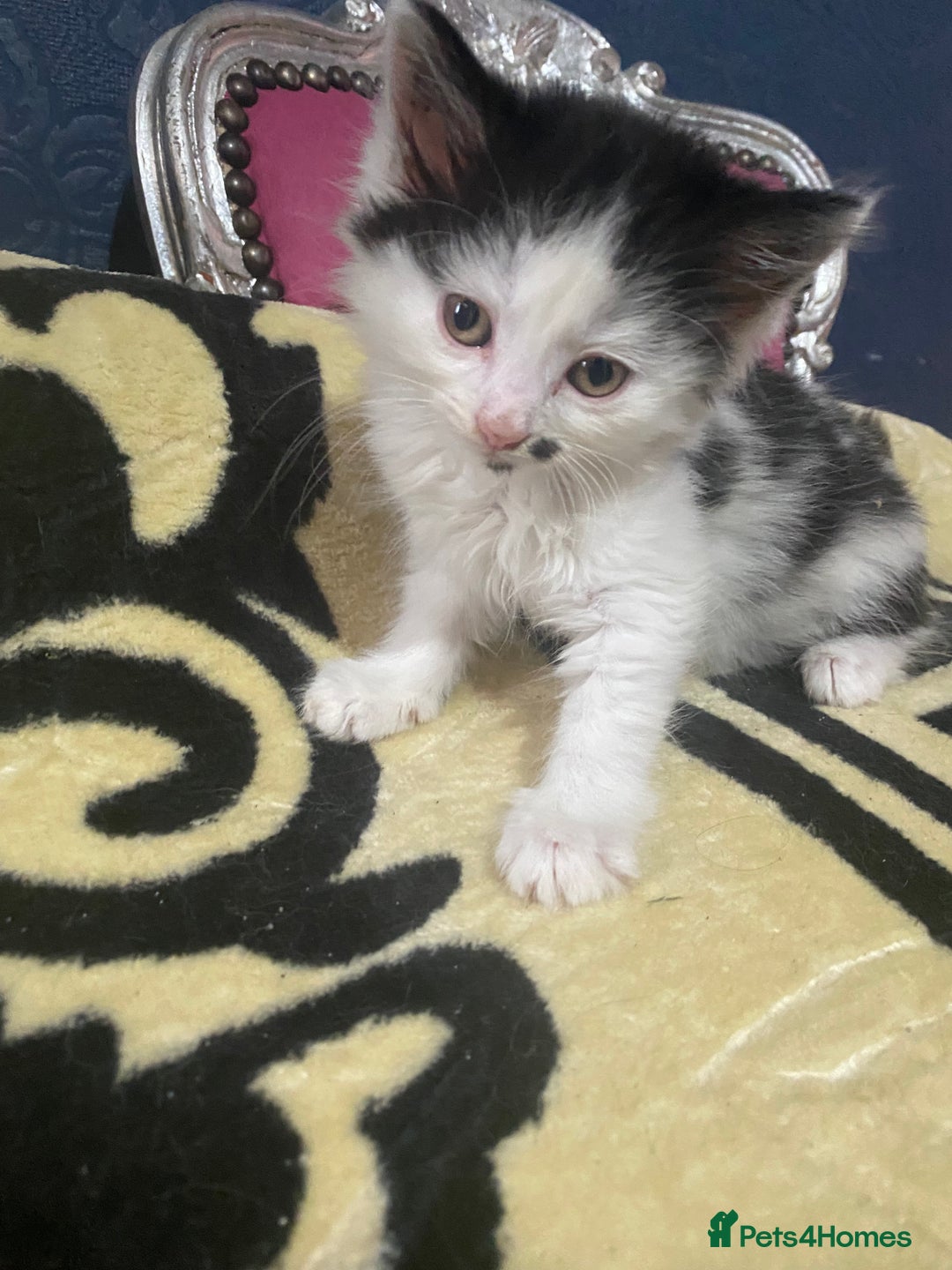 Munchkin cats for sale: FIFI❤️ 50 - Image 1