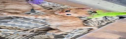 Mixed Breed cats for sale: 4 beautiful mainecoon x Persian kittens in Taunton - Advert 21