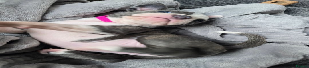 Staffordshire Bull Terrier Puppy 1