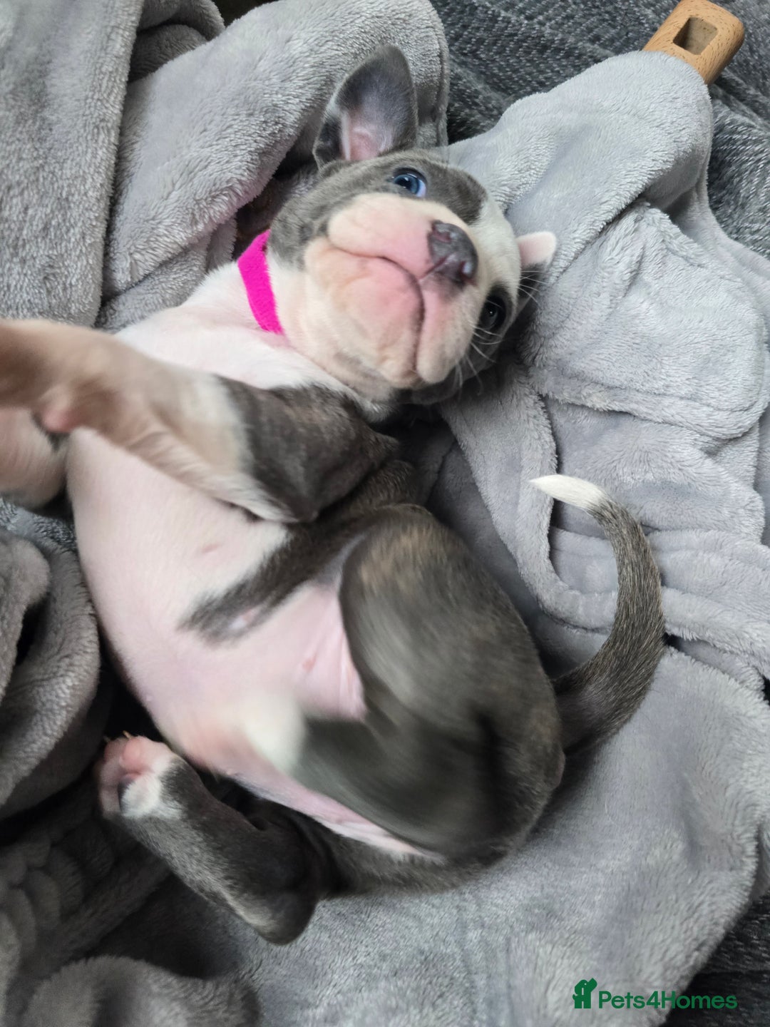 Staffordshire Bull Terrier dogs for sale: Staffordshire Bull Terrier  - Advert 11