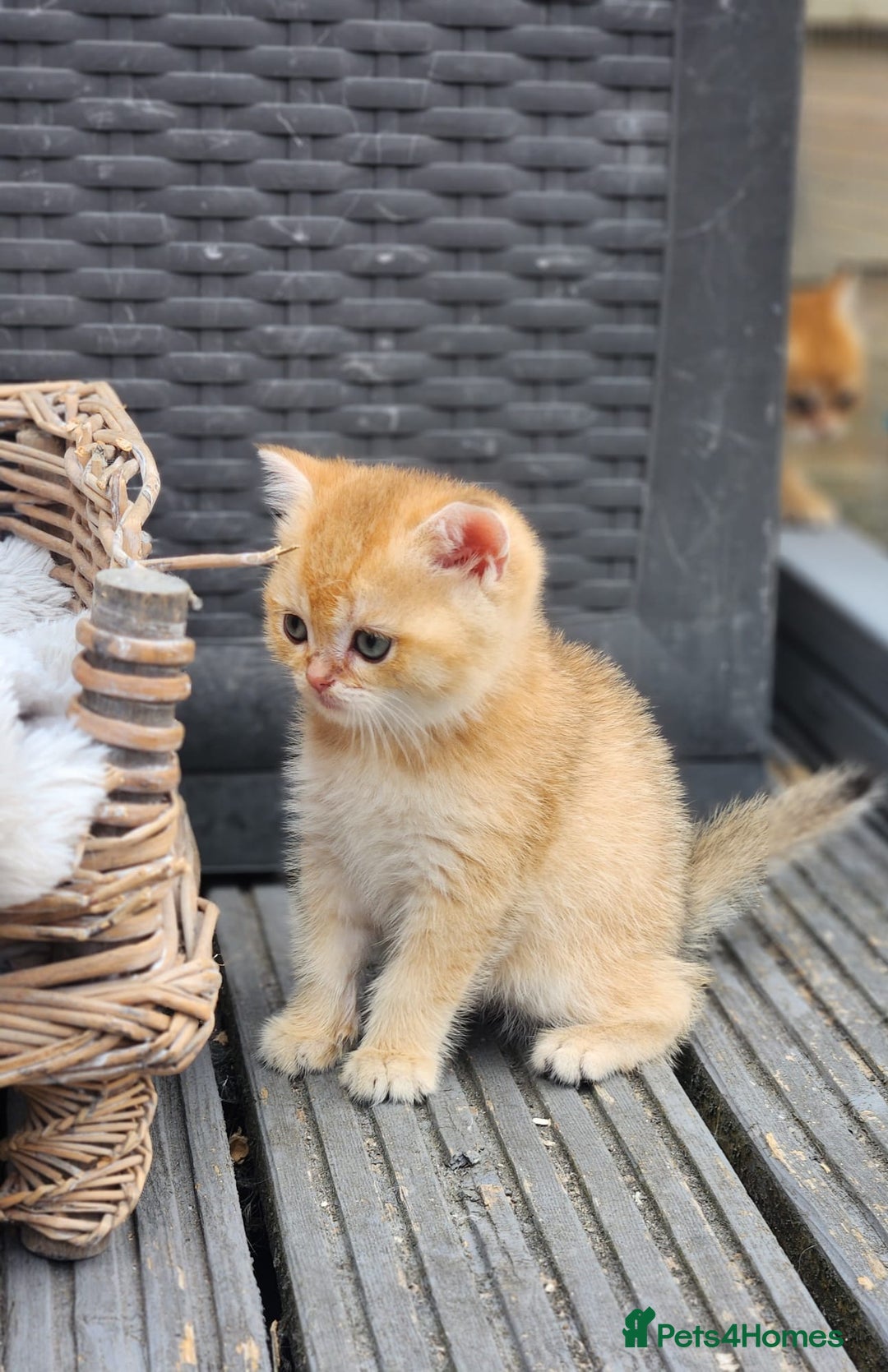 British Shorthair cats for sale: Tica reg Golden Shaded British shorthair kittens. - Image 11