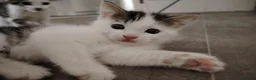 Domestic Shorthair cats for sale: Beautiful Shorthair Kittens Ready for Loving Homes in Bradford - Advert 9