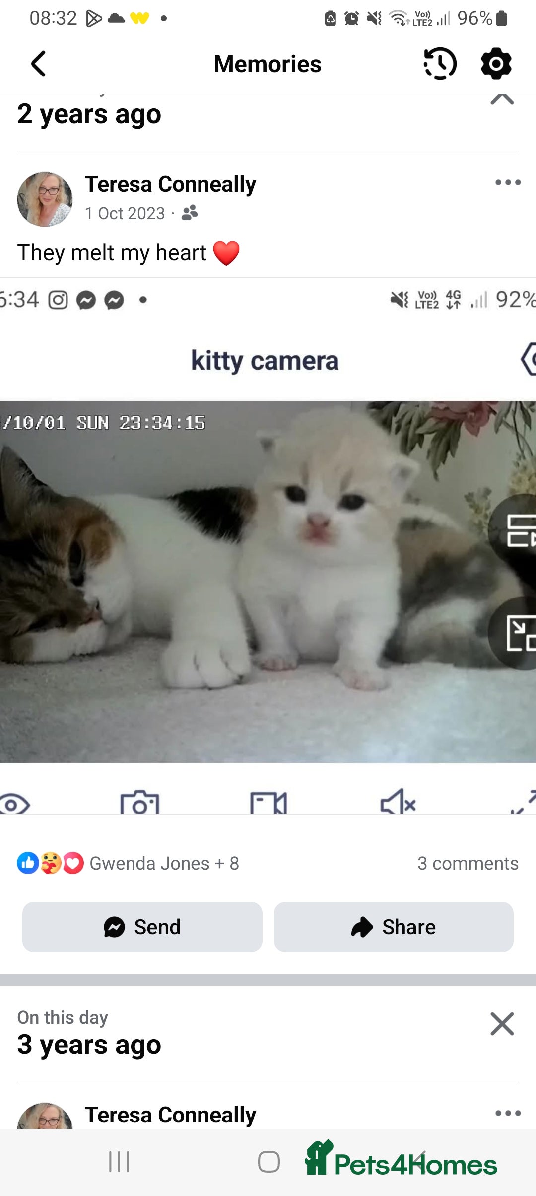 Brazilian Shorthair cats for sale: Beautiful pure bred British shorthair kitten  - Advert 6