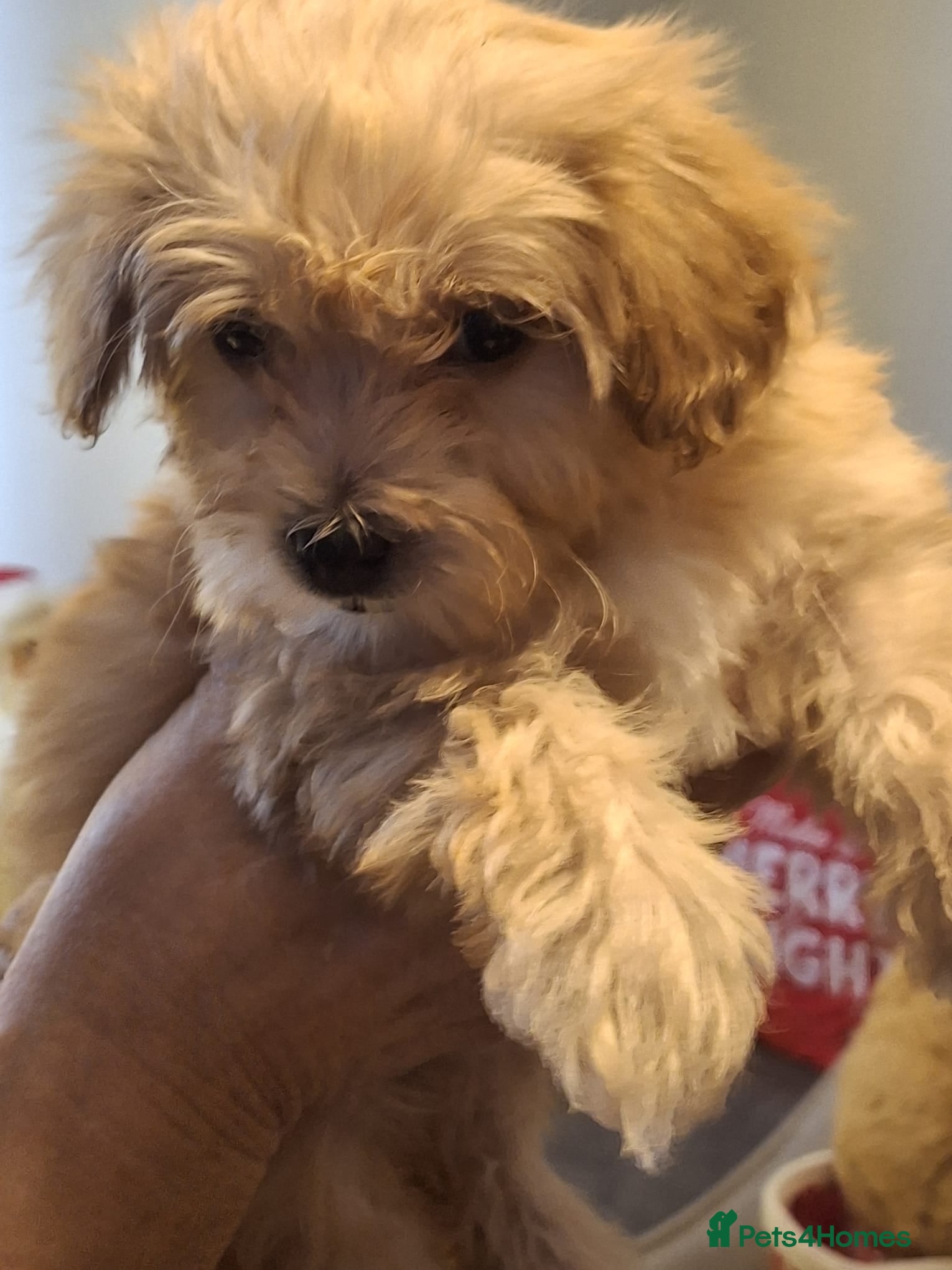 Maltipoo dogs Lady's litter  - Advert 3