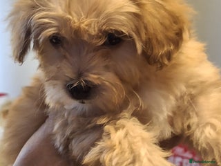 Maltipoo dogs Lady's litter - Advert 3