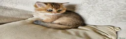 British Shorthair cats for sale: Stunning Golden British Shorthair Male Kitten - Advert 4