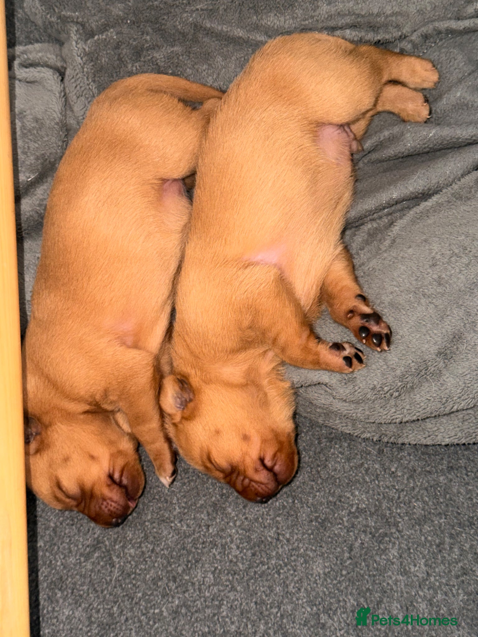 Labrador Retriever dogs FTCH KC Registered  - Advert 2