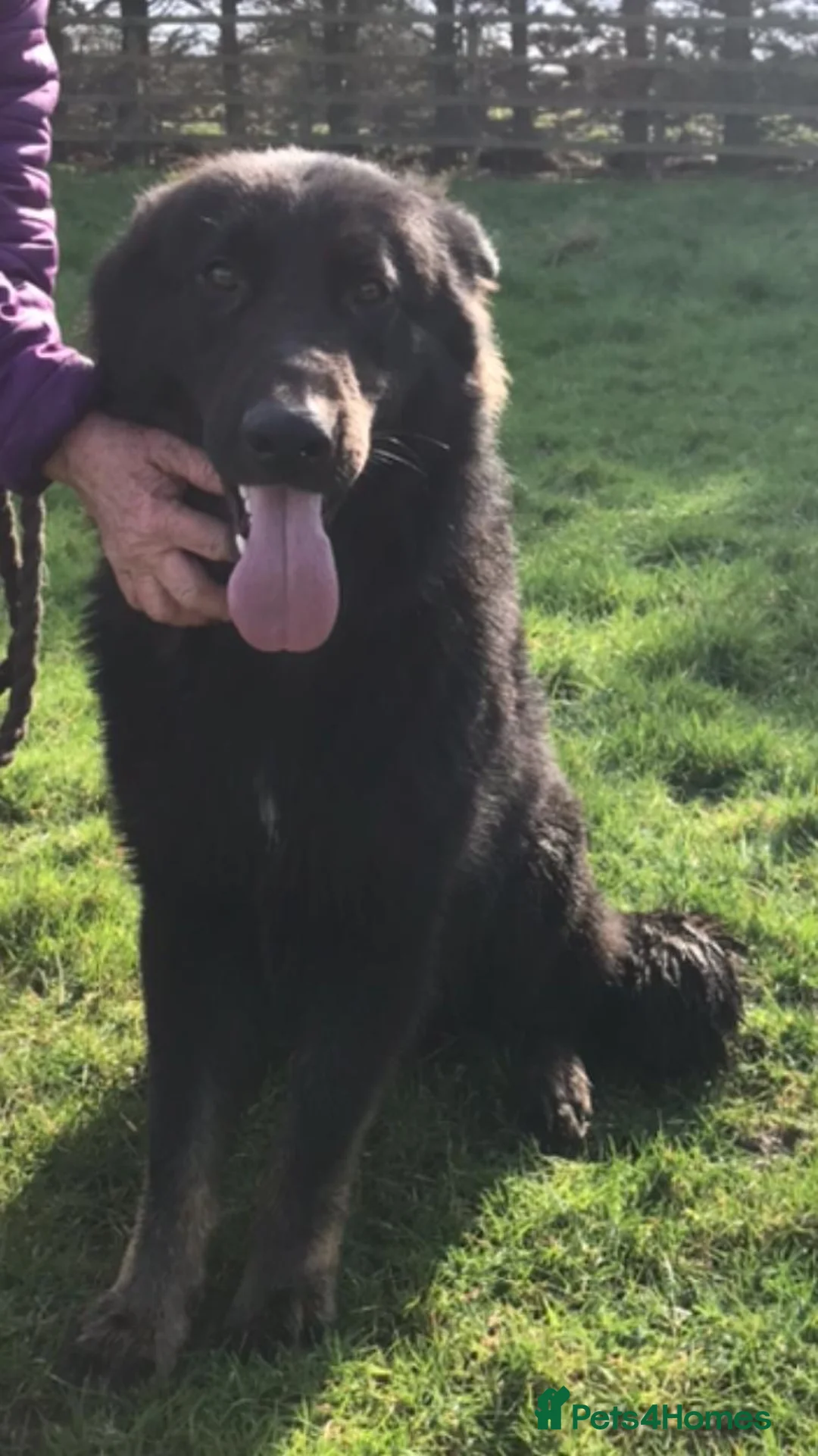 German Shepherd dogs for sale: Zeus-Gorgeous, jet black German shepherd boy - Advert 1