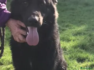 German Shepherd dogs Zeus-Gorgeous, jet black German shepherd puppy - Advert 14