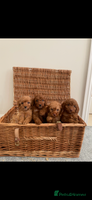 Cockapoo dogs Gorgeous Cocker Pooh puppies - Advert 6