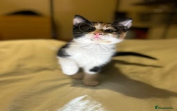 Mixed Breed cats for sale: Gorgeous fluffy kittens  - Advert 5