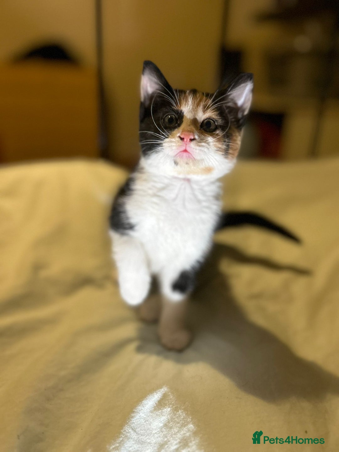 Mixed Breed cats for sale: Gorgeous fluffy kittens  - Advert 5