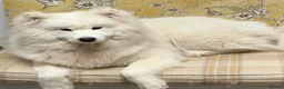 Samoyed dogs for sale: Crufts line + health tested Samoyeds - Advert 6