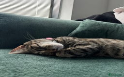 Mixed Breed cats for sale: 6 month old tabby  - Image 1