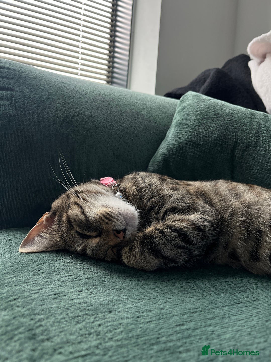 Mixed Breed cats for sale: 6 month old tabby  - Image 1