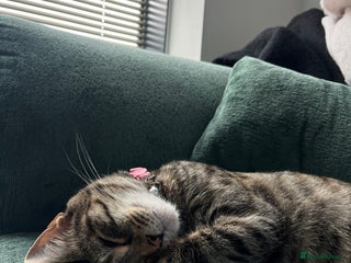 Mixed Breed cats - Advert 30