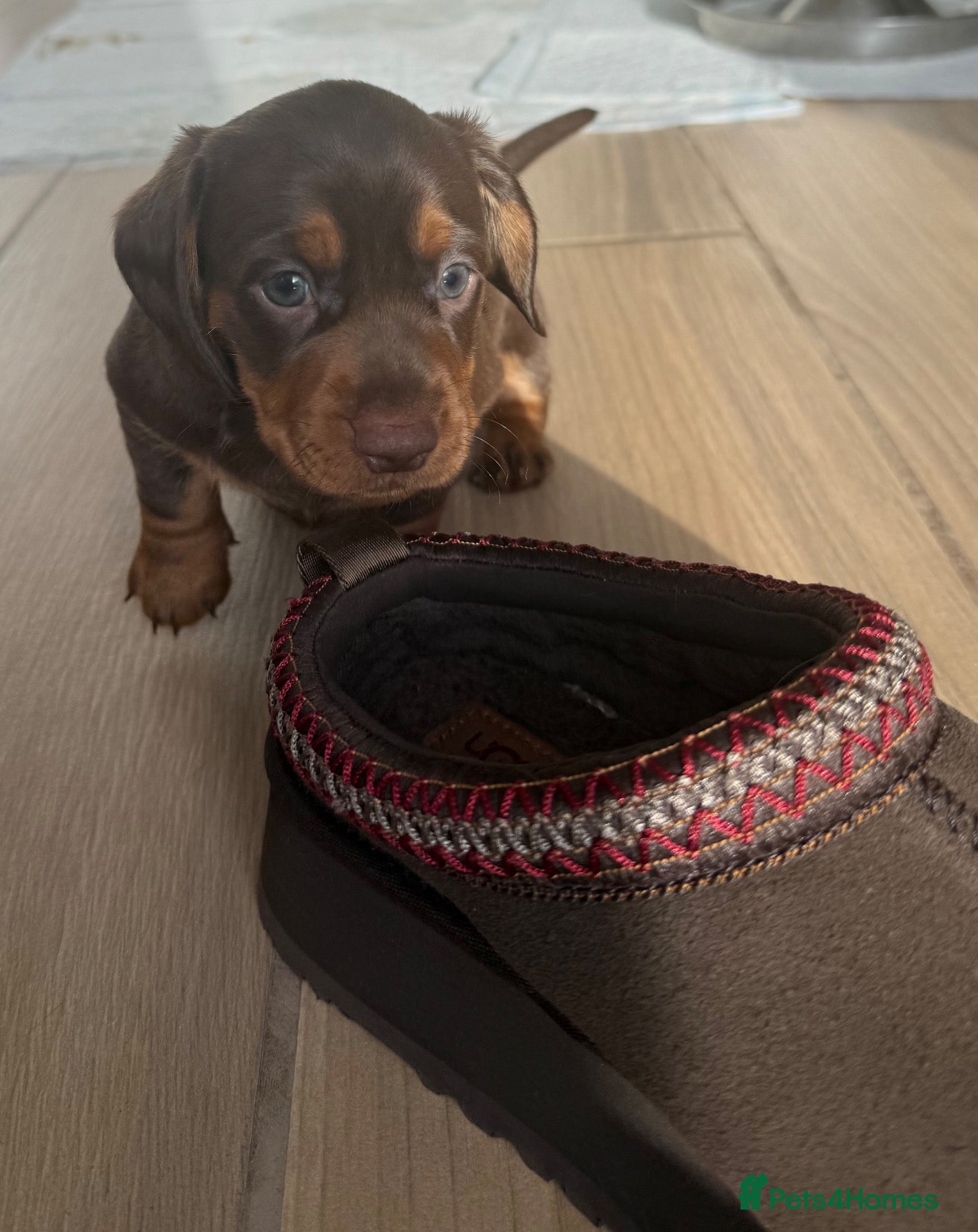 Miniature Dachshund dogs PERFECT LITTER OF MINIATURE DACHSHUNDS - Advert 2