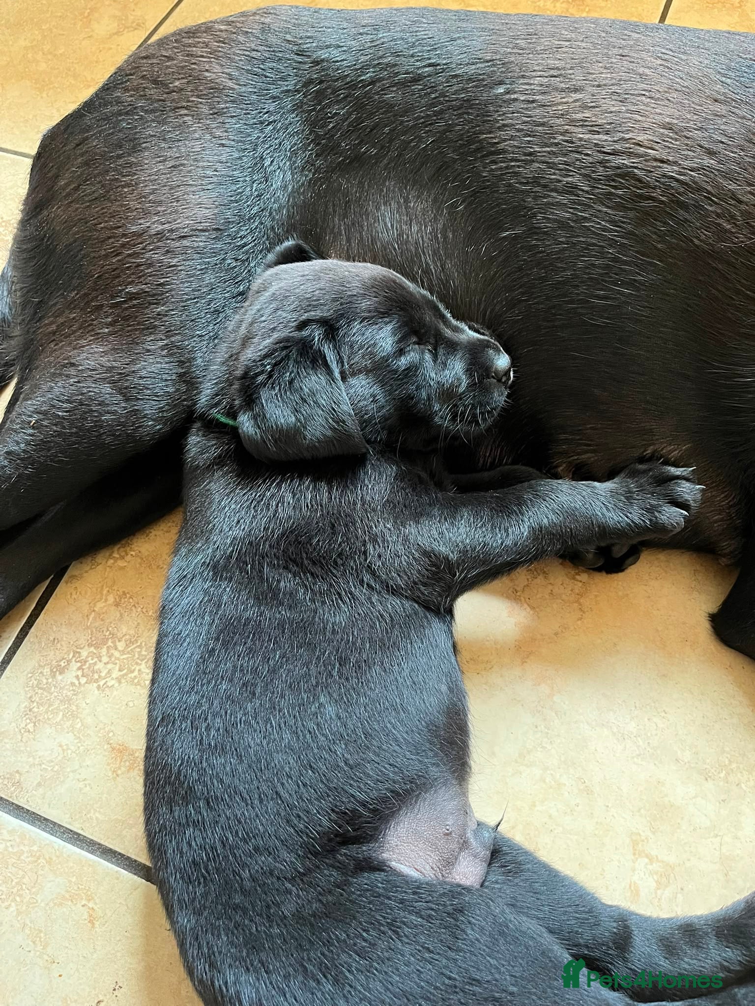 Labrador Retriever dogs Black Labrador puppies KC, dna tests, great scores - Advert 2