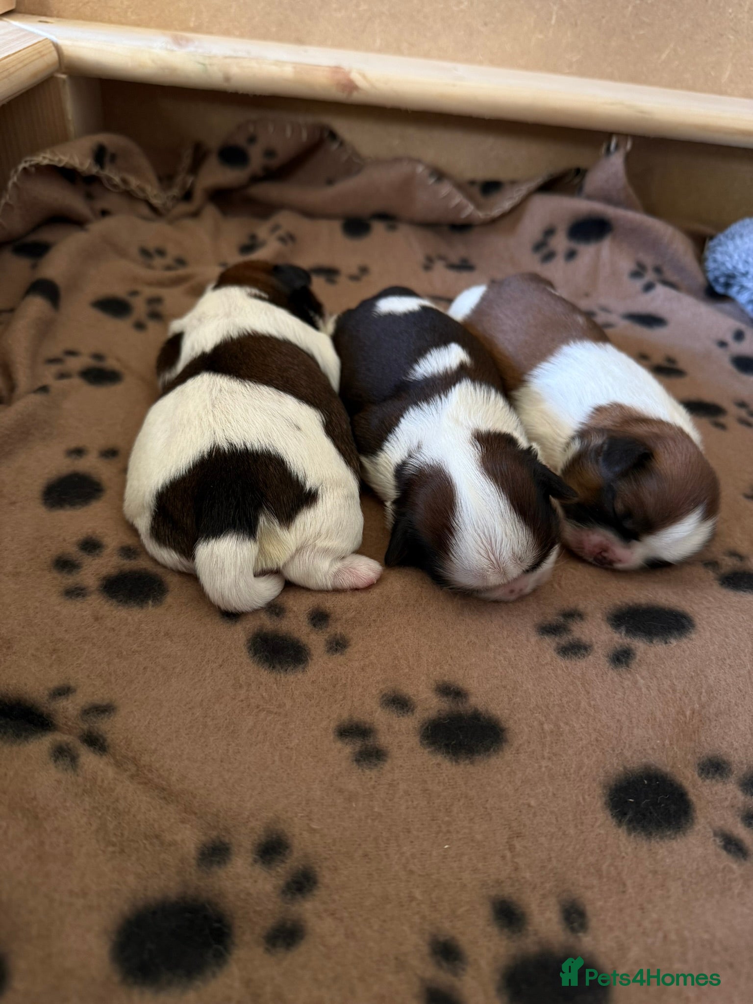 Shih Tzu dogs Beautiful KC-reg Shih Tzu Puppies–Ready Soon - Advert 5