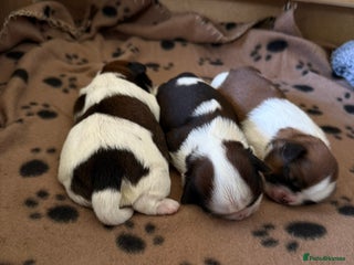 Shih Tzu dogs Beautiful KC-reg Shih Tzu Puppies–Ready Soon - Advert 6