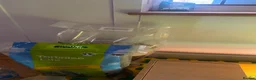 Tortoise reptiles for sale: Horsefield Tortoise - Advert 4