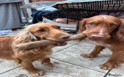 Cocker Spaniel dogs for sale: First and last litter top class red cockers - Image 15