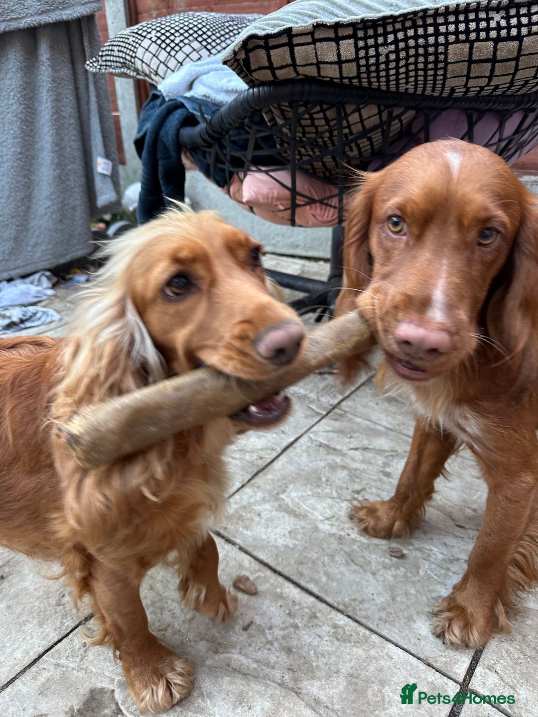 Cocker Spaniel dogs for sale: First and last litter top class red cockers - Image 15