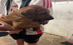 Rhodesian Ridgeback dogs for sale: Fabulous Rhodesian Ridgeback girls - Image 9